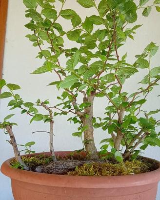Prebonsai olomo