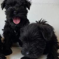Cuccioli schnauzer nano NERI