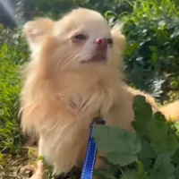 Chihuahua pelo lungo