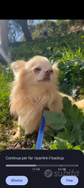 Chihuahua pelo lungo