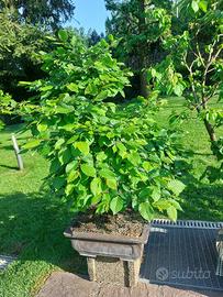 Bonsai carpino