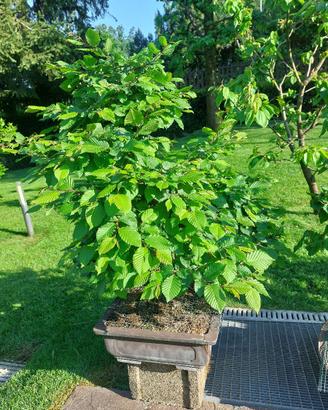 Bonsai carpino