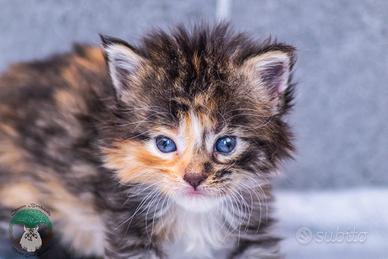 Cuccioli di Maine Coon