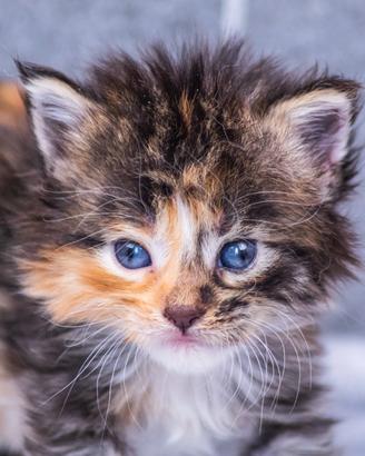 Cuccioli di Maine Coon