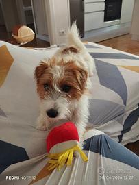Jack Russell Maschio per monta