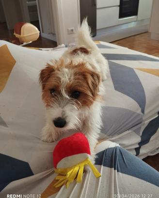 Jack Russell Maschio per monta