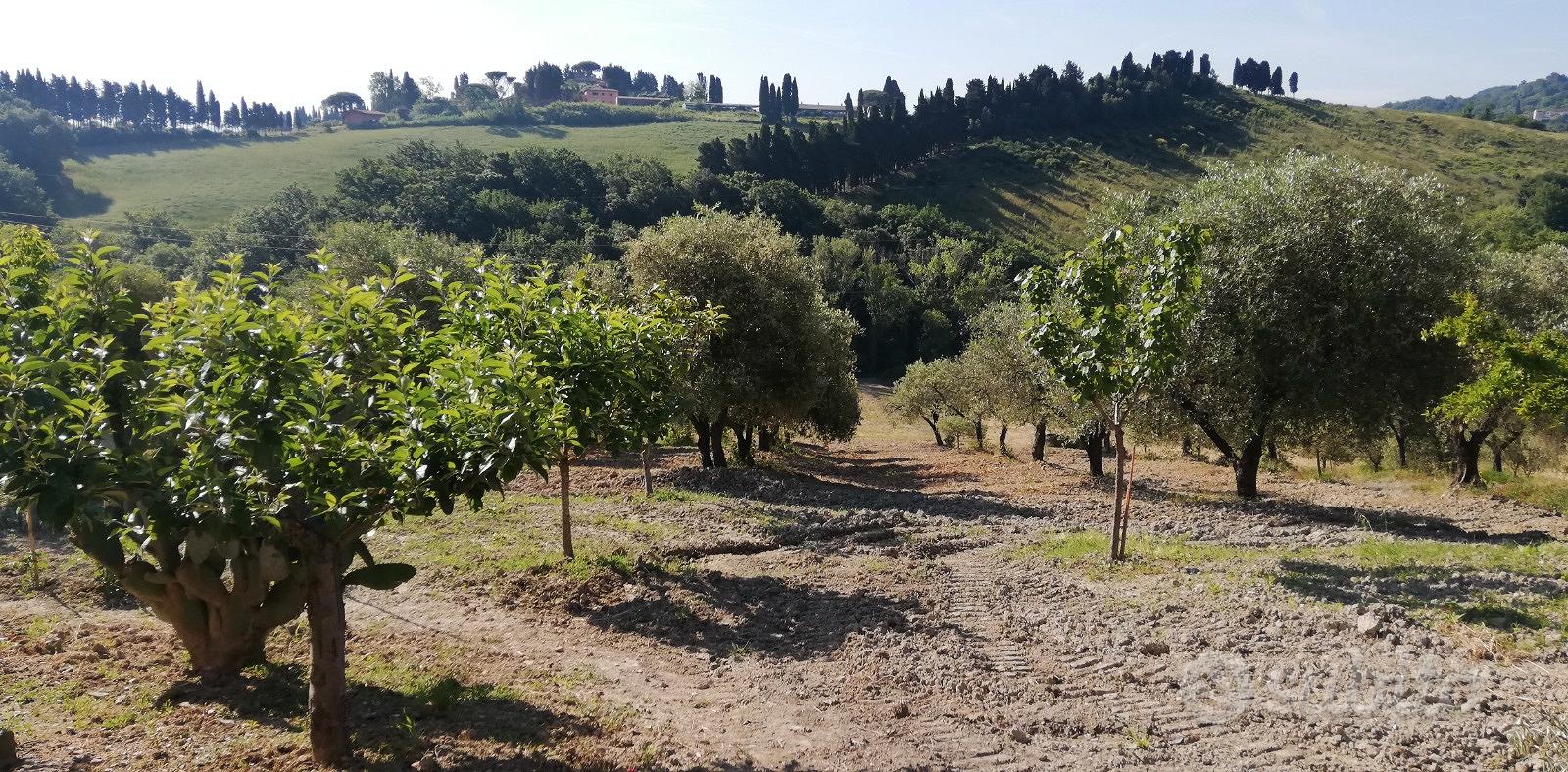 RIMESSAGGIO Con TERRENO - Vista 2