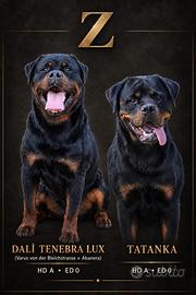 Cuccioli rottweiler