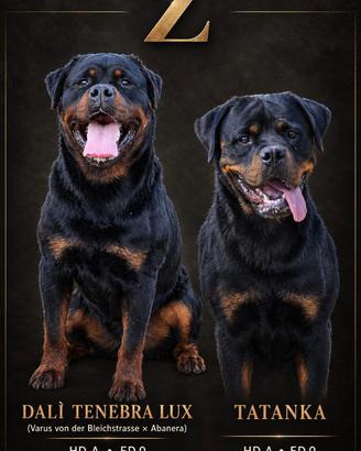 Cuccioli rottweiler