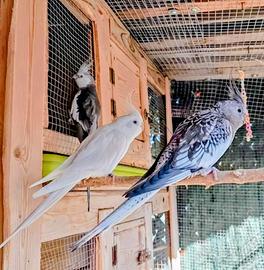 Calopsite 2 coppie riprodutive e 2 maschi