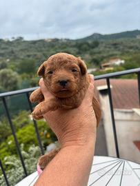 Barboncino Red maschio