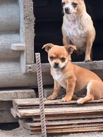 Chiwawa