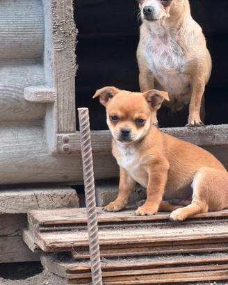 Chiwawa