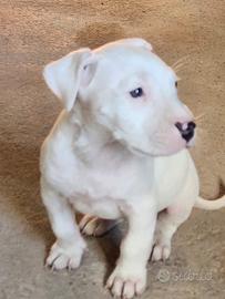Dogo argentino