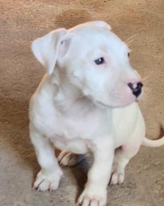 Dogo argentino