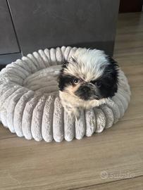 Cuccioli pechinese