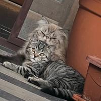 Gattini