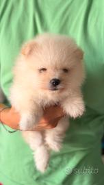 Pomerania