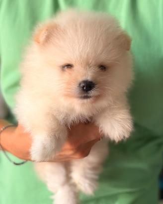 Pomerania