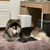 ? Light - Husky Siberiano Disponibile per monta