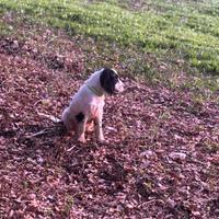 Cocker spaniel inglese