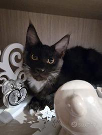 Cuccioli Main Coon AFSI-WCF