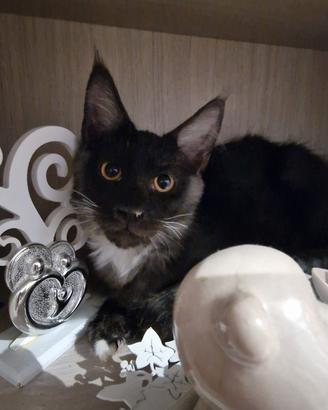 Cuccioli Main Coon AFSI-WCF