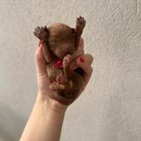 3 maschietti disponibili