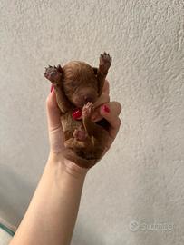3 maschietti disponibili