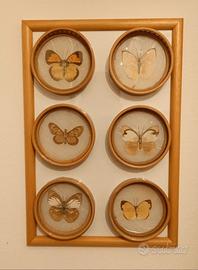Quadro sottobicchieri farfalle tassidermia