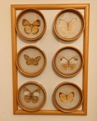 Quadro sottobicchieri farfalle tassidermia