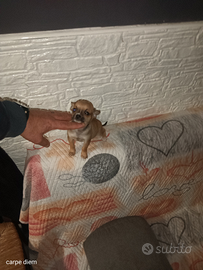 Chihuahua mini toy boy