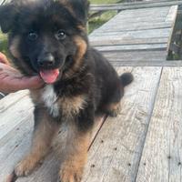 Cucciola pastore tedesco