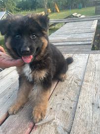 Cucciola pastore tedesco