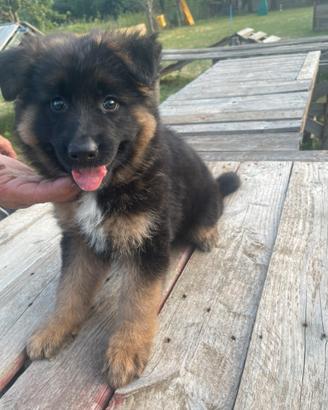 Cucciola pastore tedesco