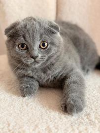 Gattina scottish fold