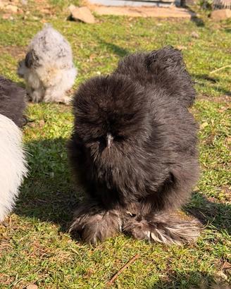 Galline Moroseta felici allevate con amore