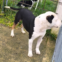 Stallone Amstaff tricolor x monte