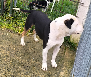 Stallone Amstaff monte