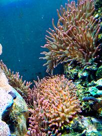 Coralli