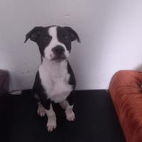 Cucciola di simil labrador e red nous