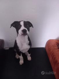 Cucciola di simil labrador e red nous