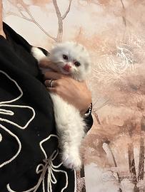 Gattino scottish fold