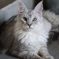 Maincoon silver shaded n. 11