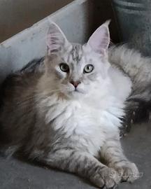 Maincoon silver shaded n. 11