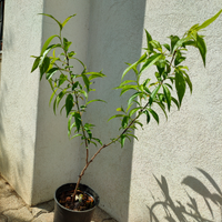 Piante di pesco bianco varietà antica