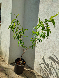 Piante di pesco bianco varietà antica