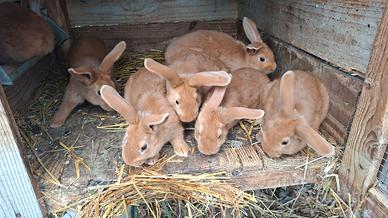 Conigli incroci per carne