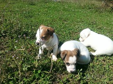 Jack Russel zampa corta