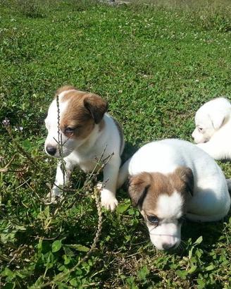 Jack Russel zampa corta